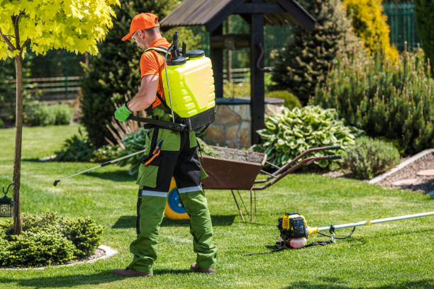 Best Bee and Wasp Removal  in Virden, IL